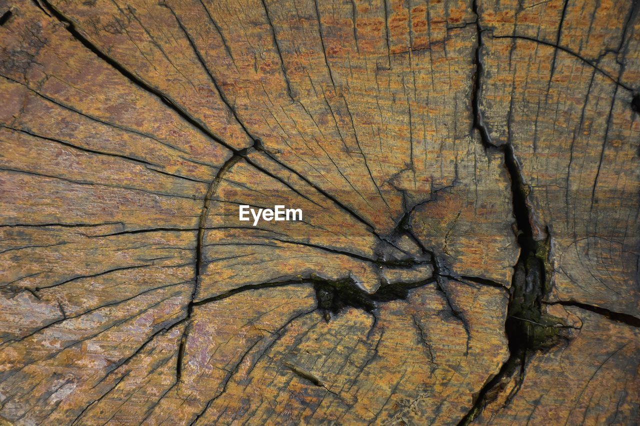 CLOSE-UP OF TREE STUMP