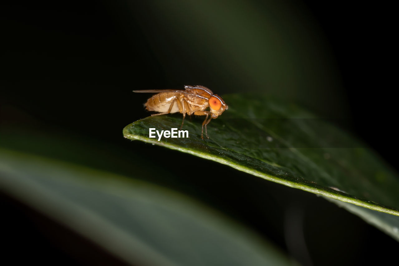 CLOSE-UP OF INSECT ON PLANT