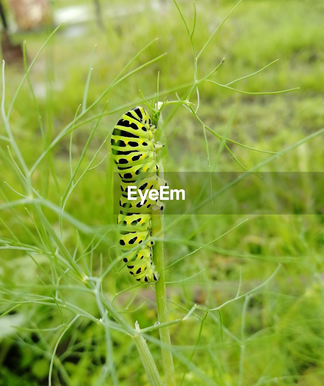 CLOSE-UP OF CATERPILLAR ON LEAF