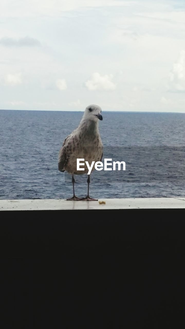 SEAGULL PERCHING ON SHORE AGAINST SEA