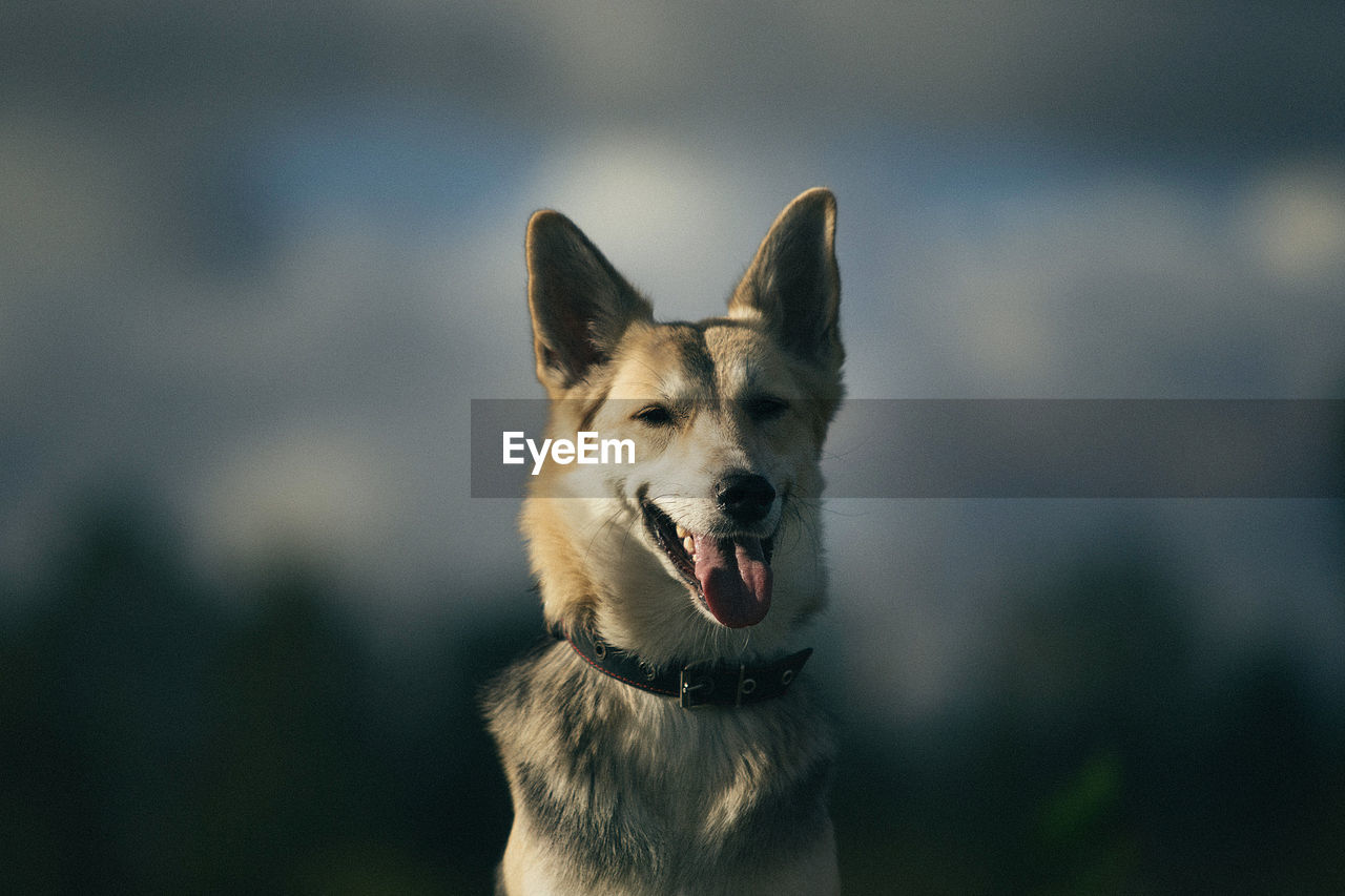 CLOSE-UP OF A DOG LOOKING AWAY