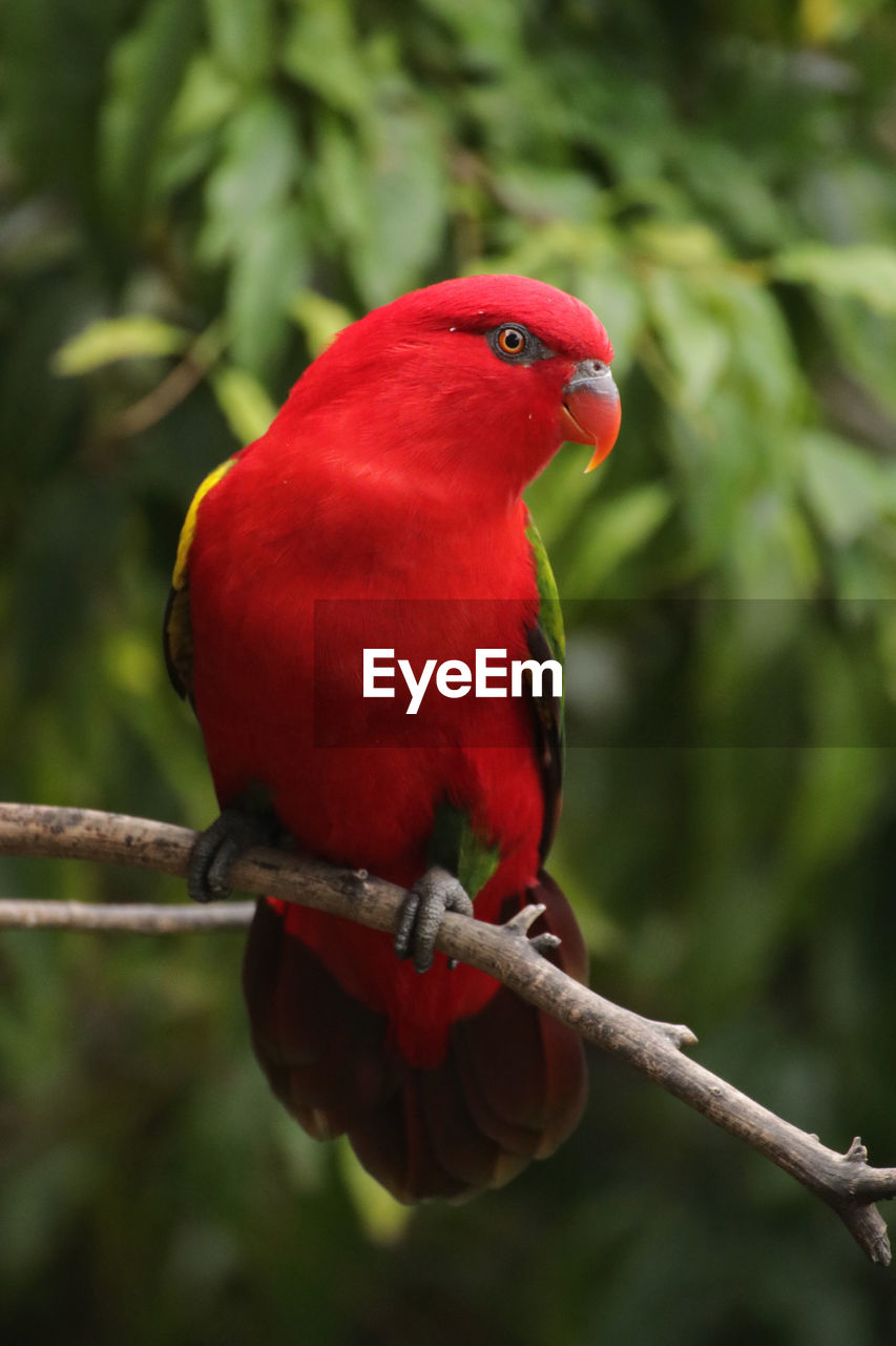 Close-up of a lory  perching on branch