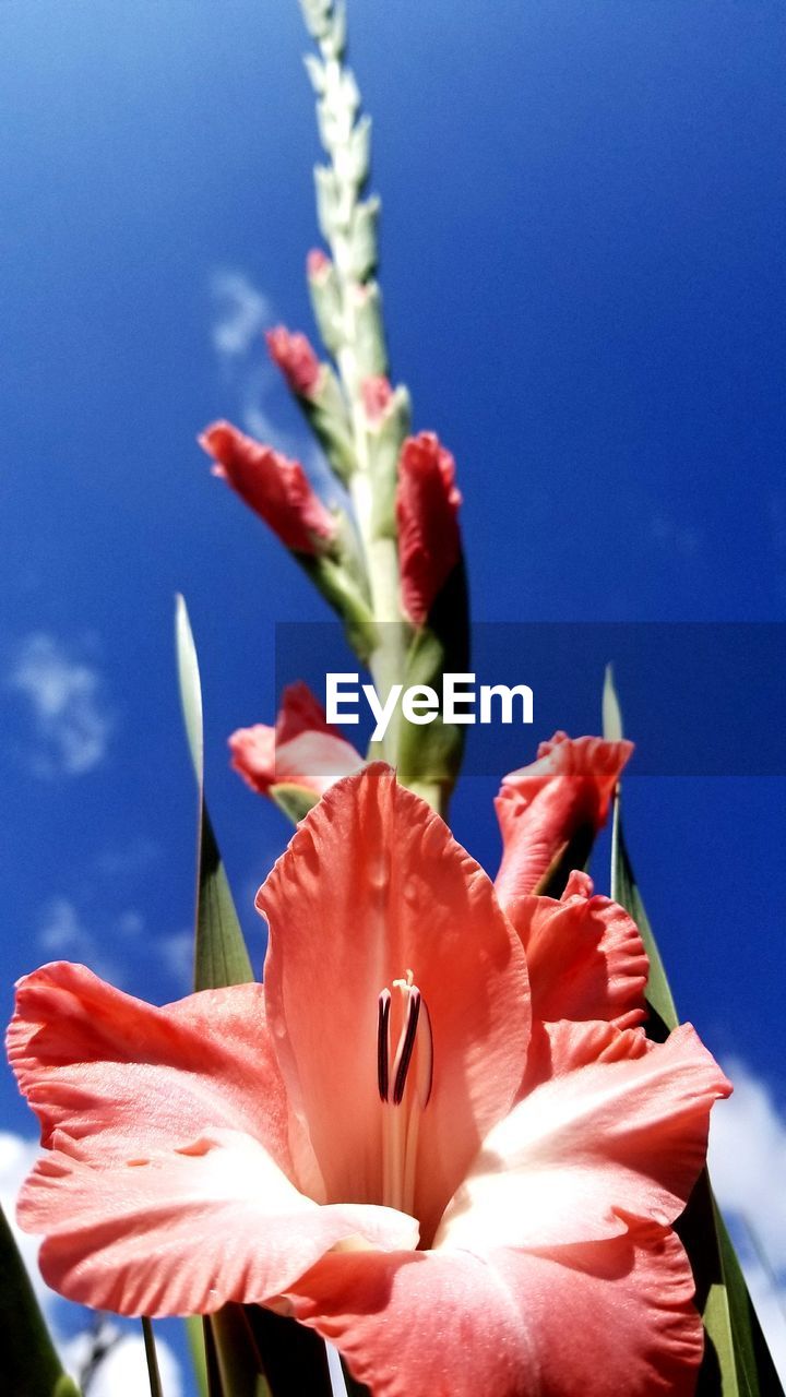 CLOSE-UP OF DAY LILY BLOOMING OUTDOORS