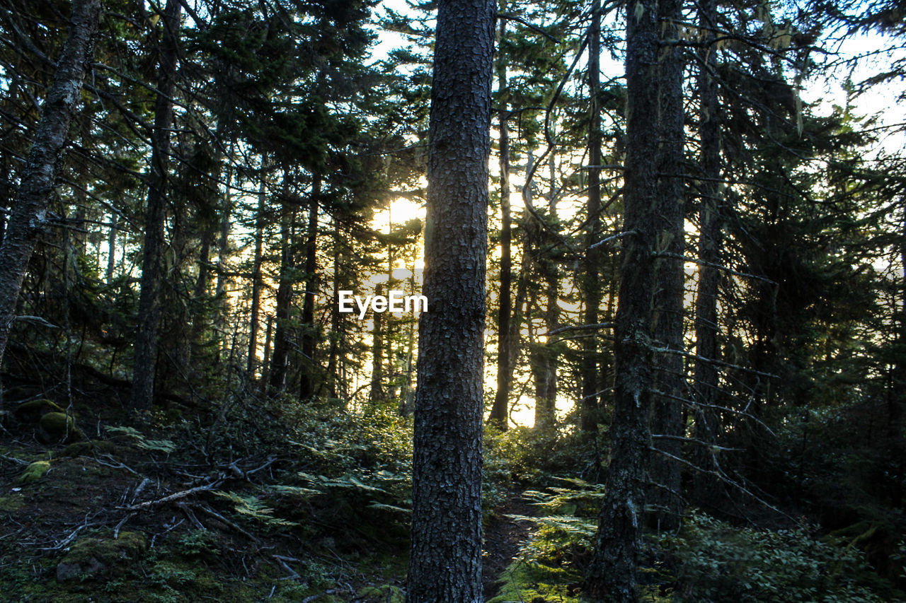 TREES GROWING IN FOREST