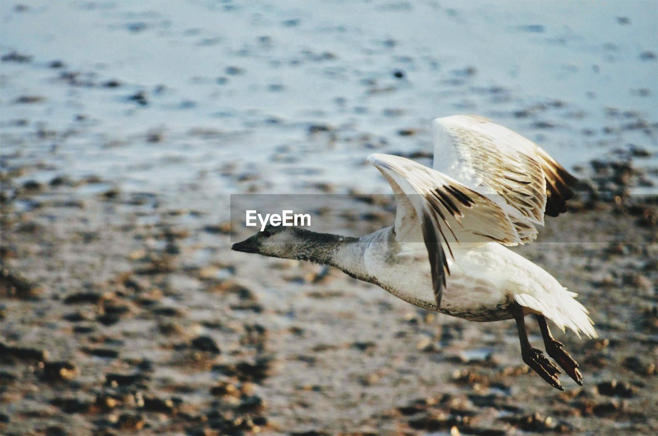 Snow goose flying over beach