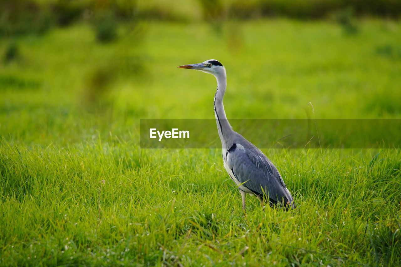 High angle view of gray heron on field