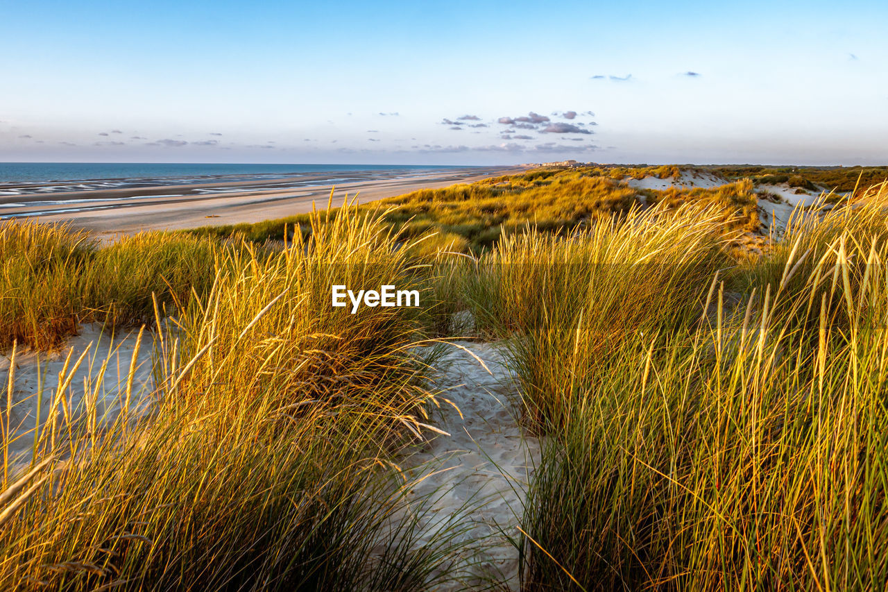 View towards the view with dunes and marram grass in the foreground