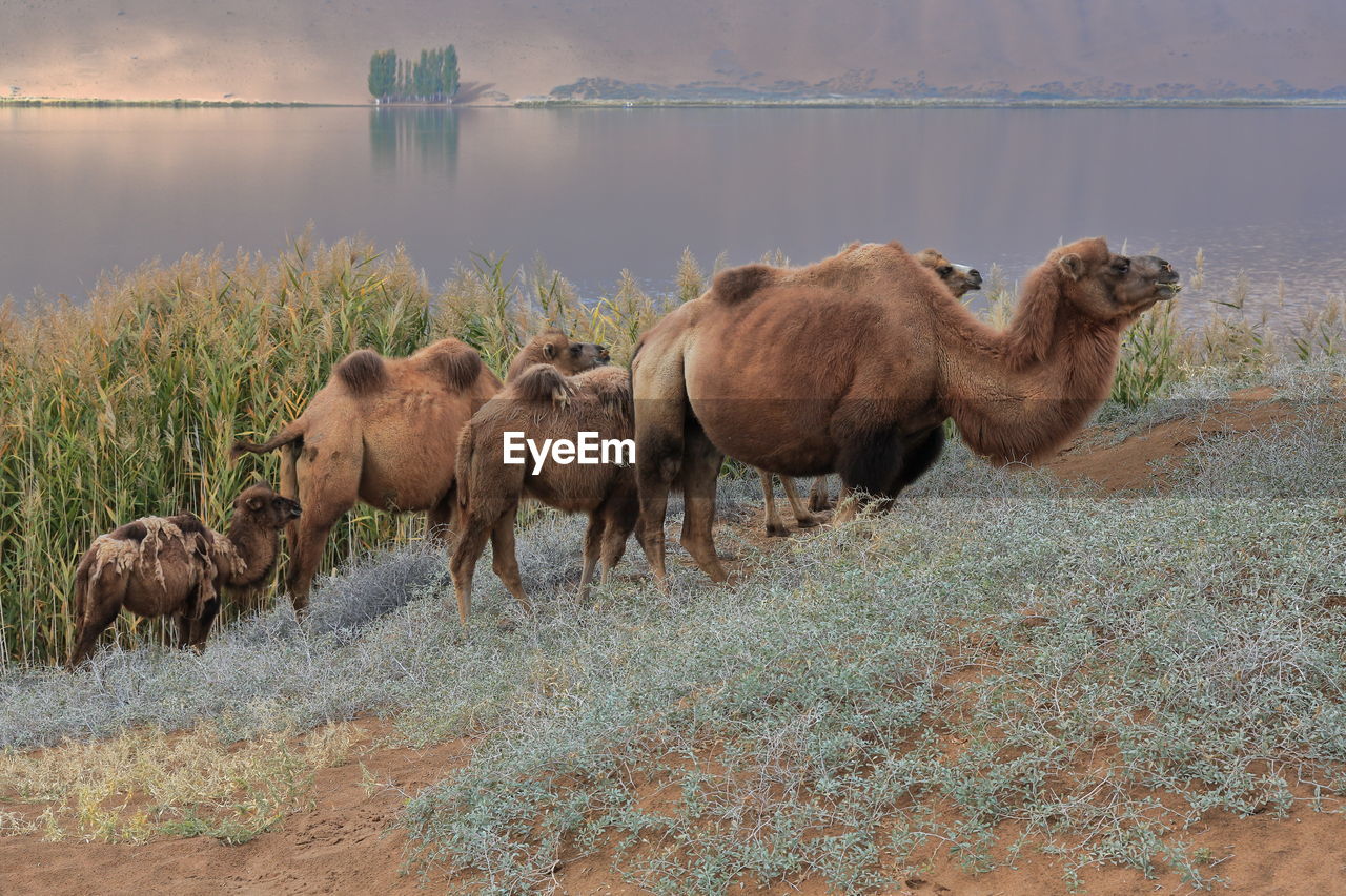 1147 group of bactrian camels-e.bank of sumu barun jaran lake. badain jaran desert-nei mongol-china.