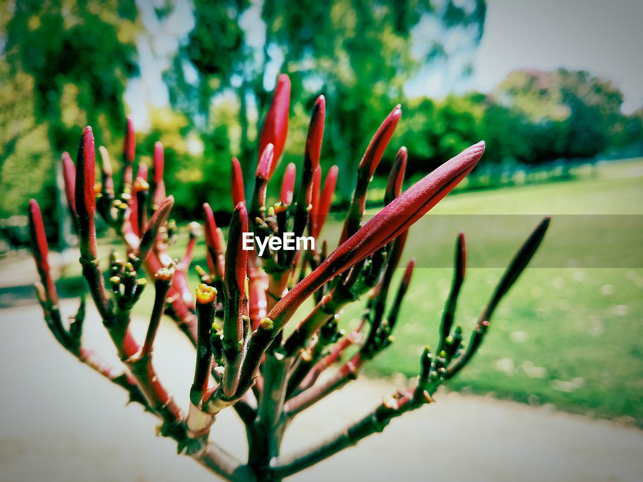 CLOSE-UP OF PLANT AGAINST BLURRED BACKGROUND