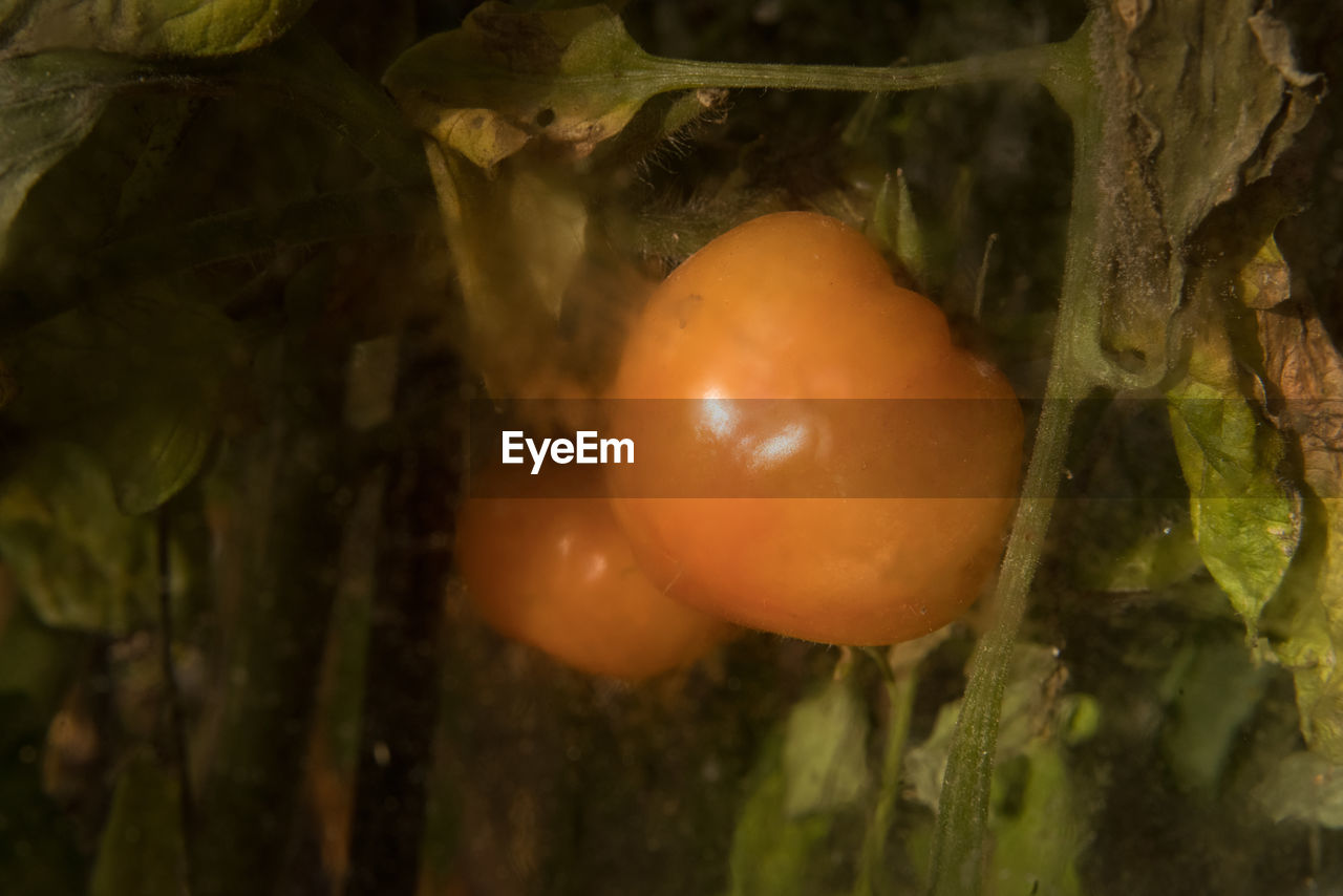 CLOSE-UP OF EGG