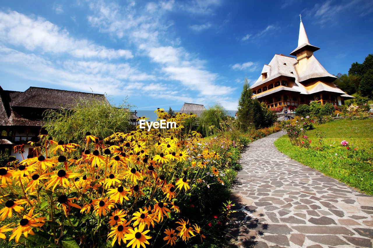 Flowers blooming against clear sky