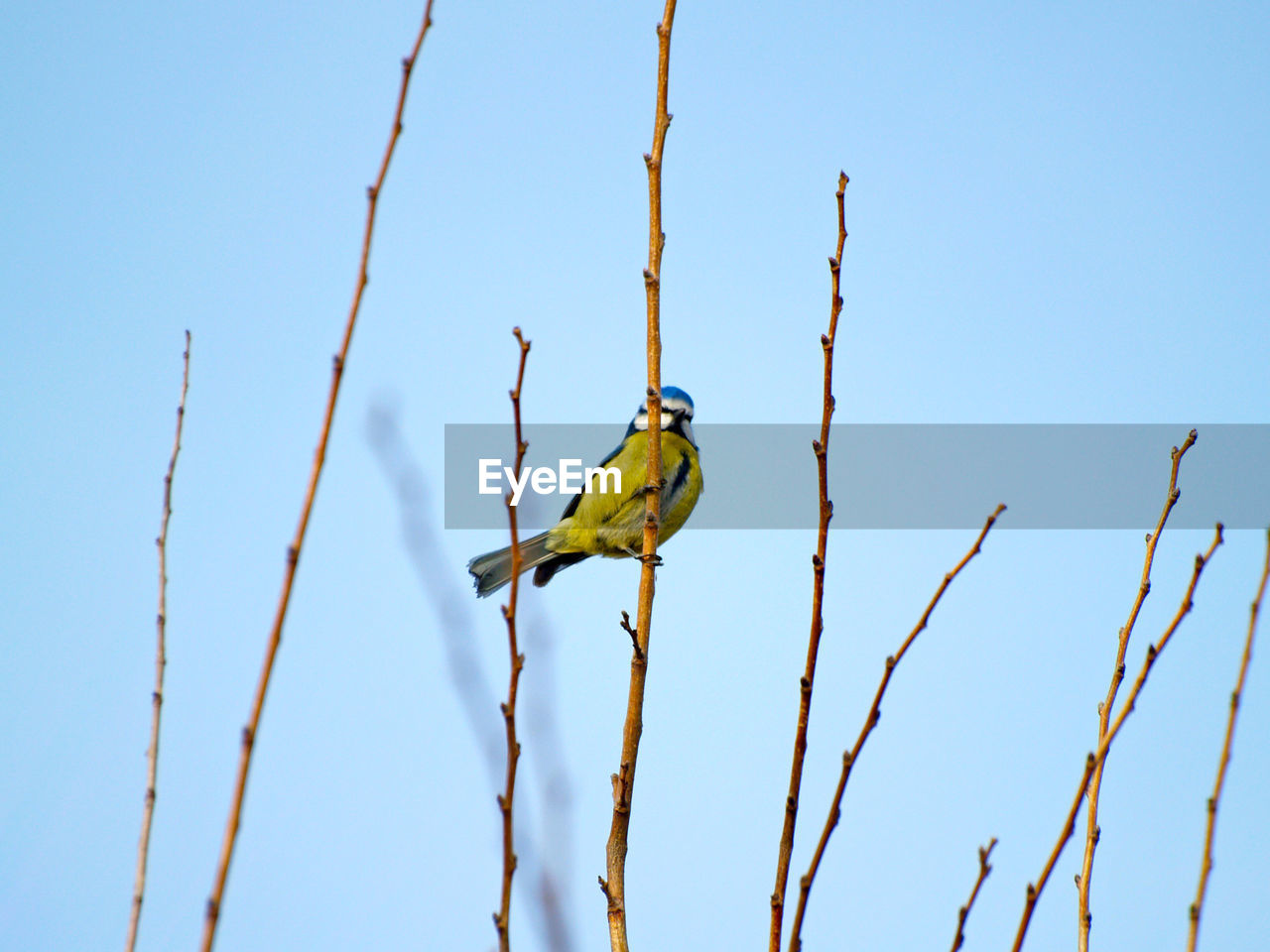 LOW ANGLE VIEW OF PARROT PERCHING ON BRANCH