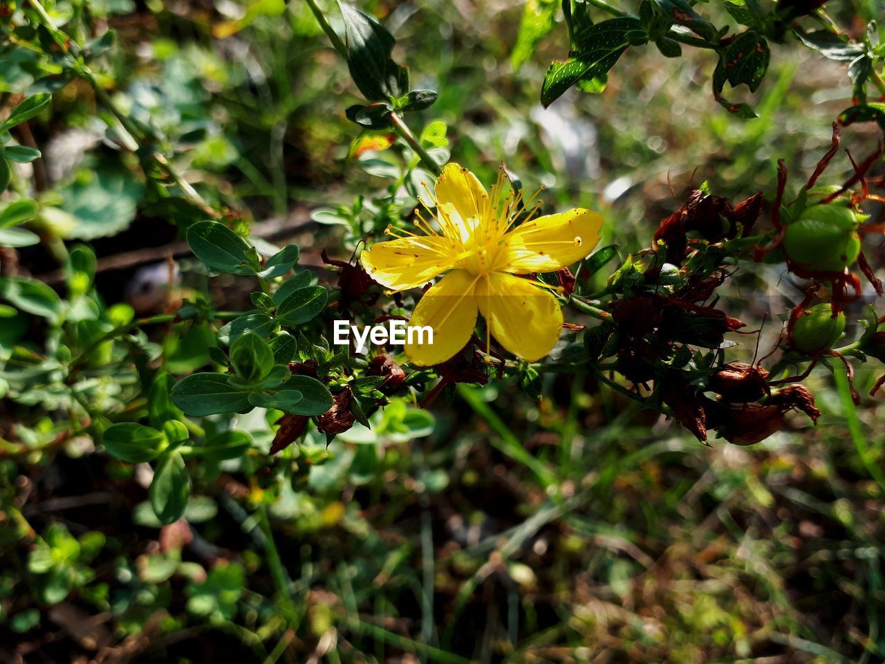 CLOSE-UP OF YELLOW FLOWERING PLANT AGAINST BLURRED BACKGROUND