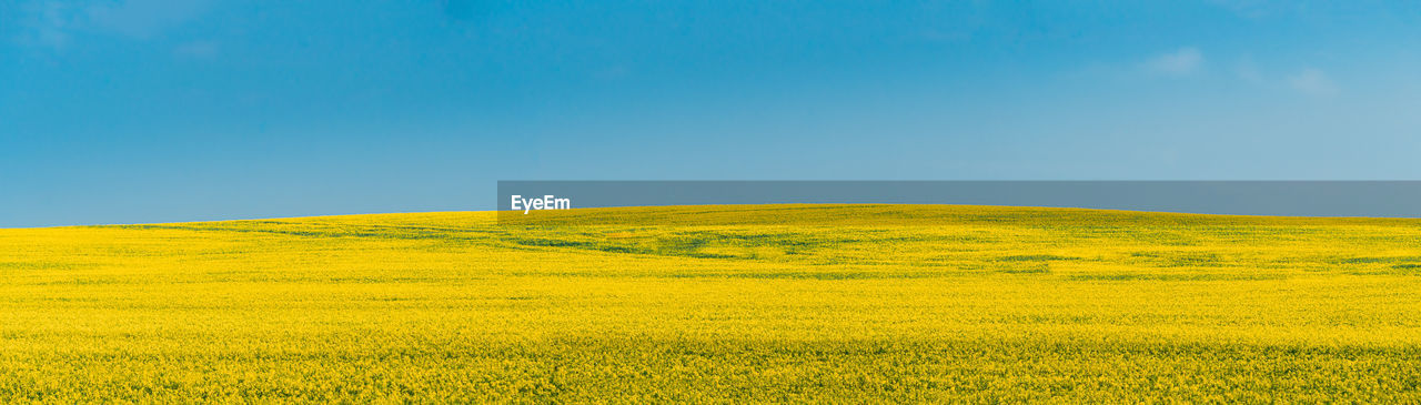 Scenic view of field