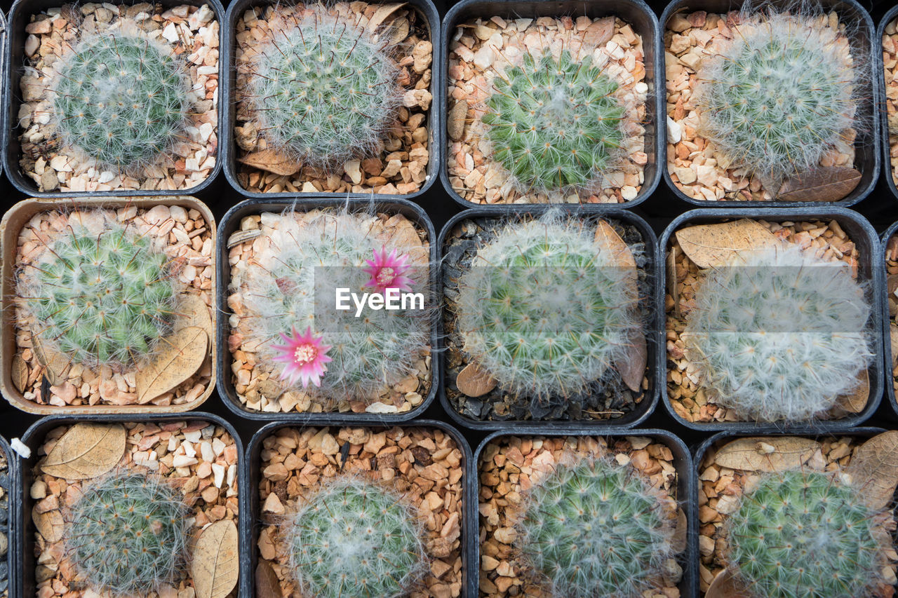 HIGH ANGLE VIEW OF POTTED PLANTS