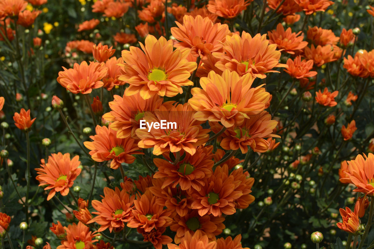 HIGH ANGLE VIEW OF ORANGE FLOWERING PLANTS