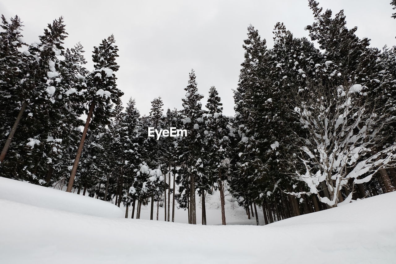 Pine trees on snow covered field against sky