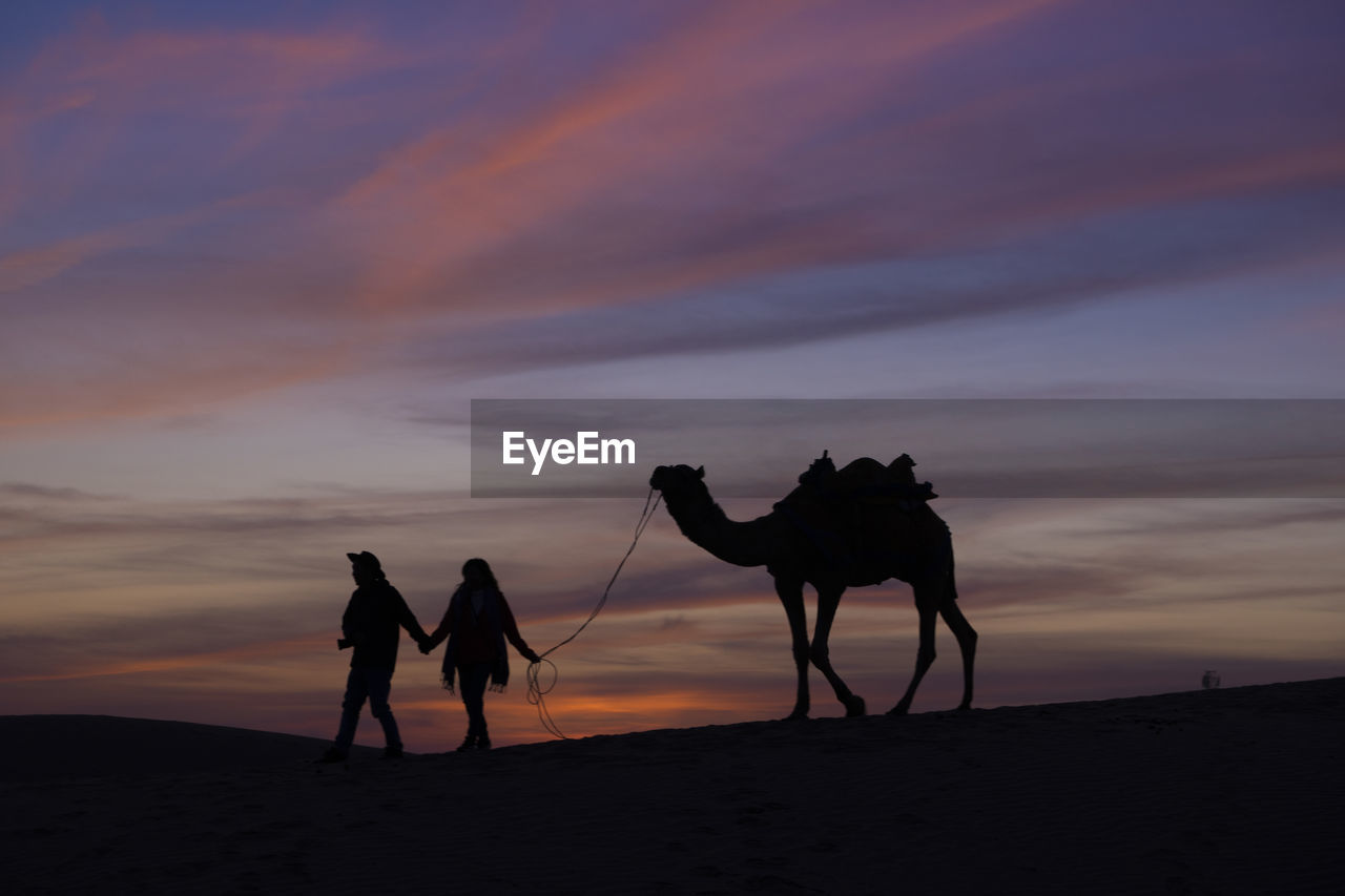 Silhouette couple with camel walking on desert during sunset
