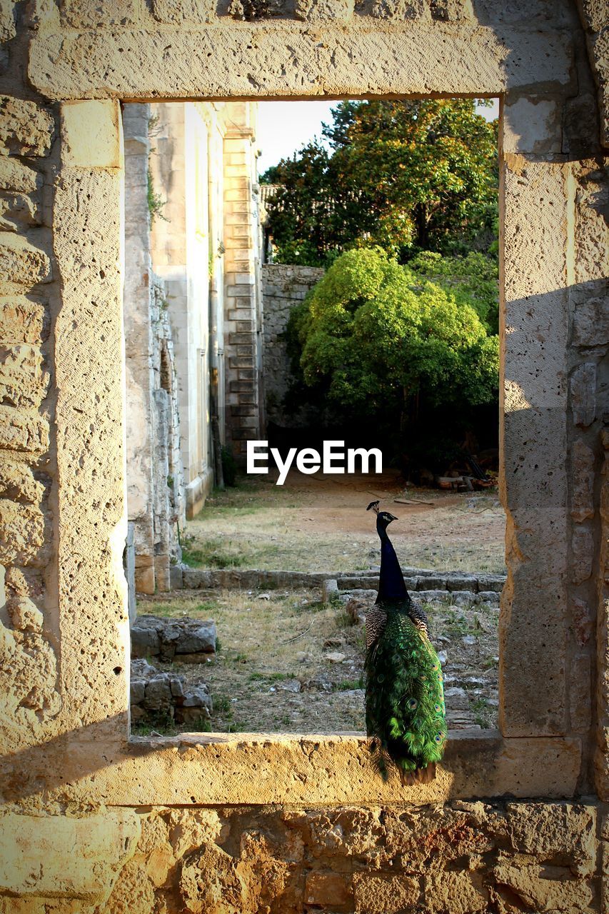 Peacock perching on stone window of old ruins structure at lokrum island