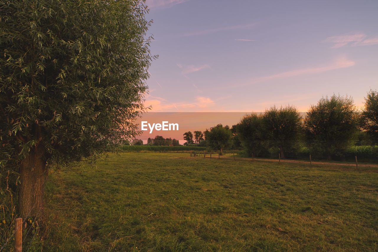 SCENIC VIEW OF AGRICULTURAL FIELD AGAINST SKY DURING SUNSET