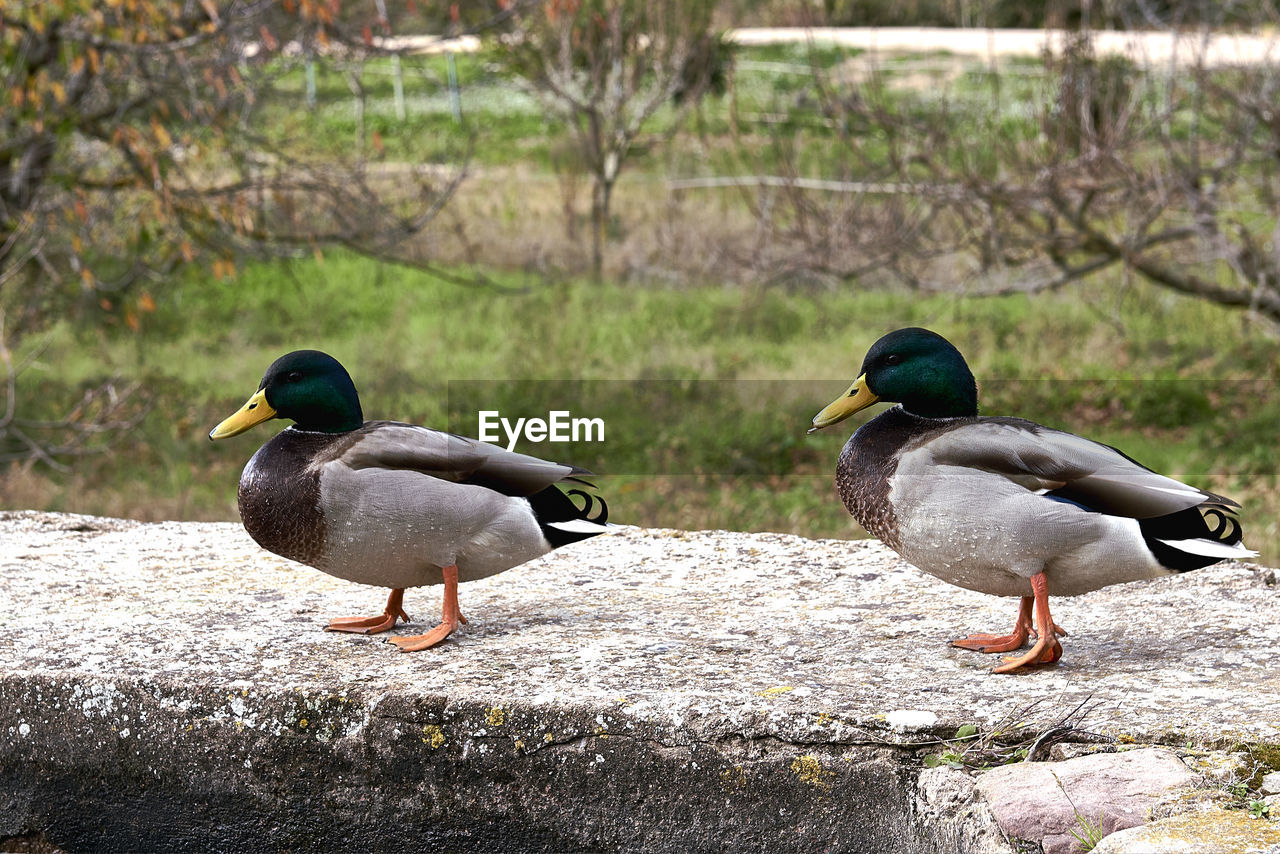 bird, animal themes, animal, duck, animal wildlife, wildlife, ducks, geese and swans, group of animals, mallard, water bird, two animals, poultry, nature, no people, mallard duck, beak, day, outdoors, water, goose, lake, full length