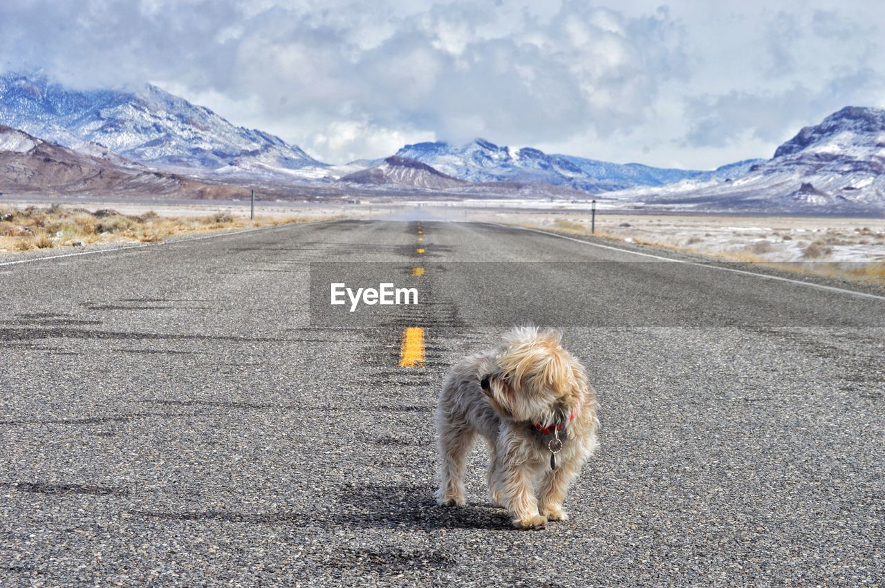 VIEW OF DOG ON ROAD