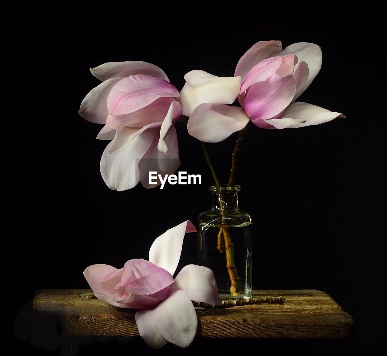 Close-up of white and pink magnolias on table in darkroom