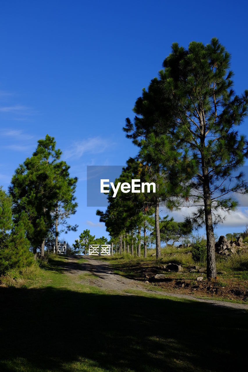 TREES AND PLANTS ON LAND