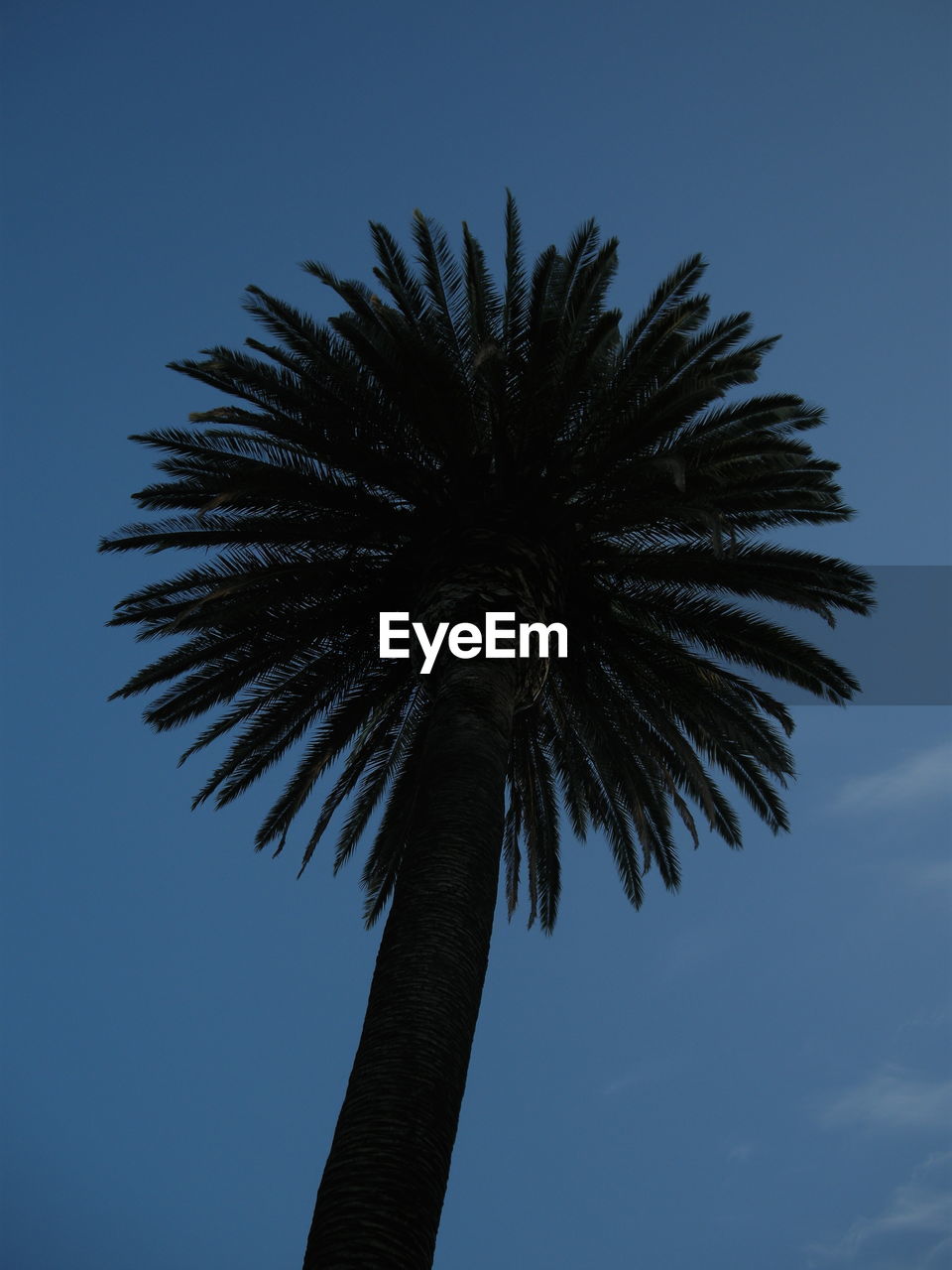 LOW ANGLE VIEW OF DATE PALM TREE AGAINST SKY