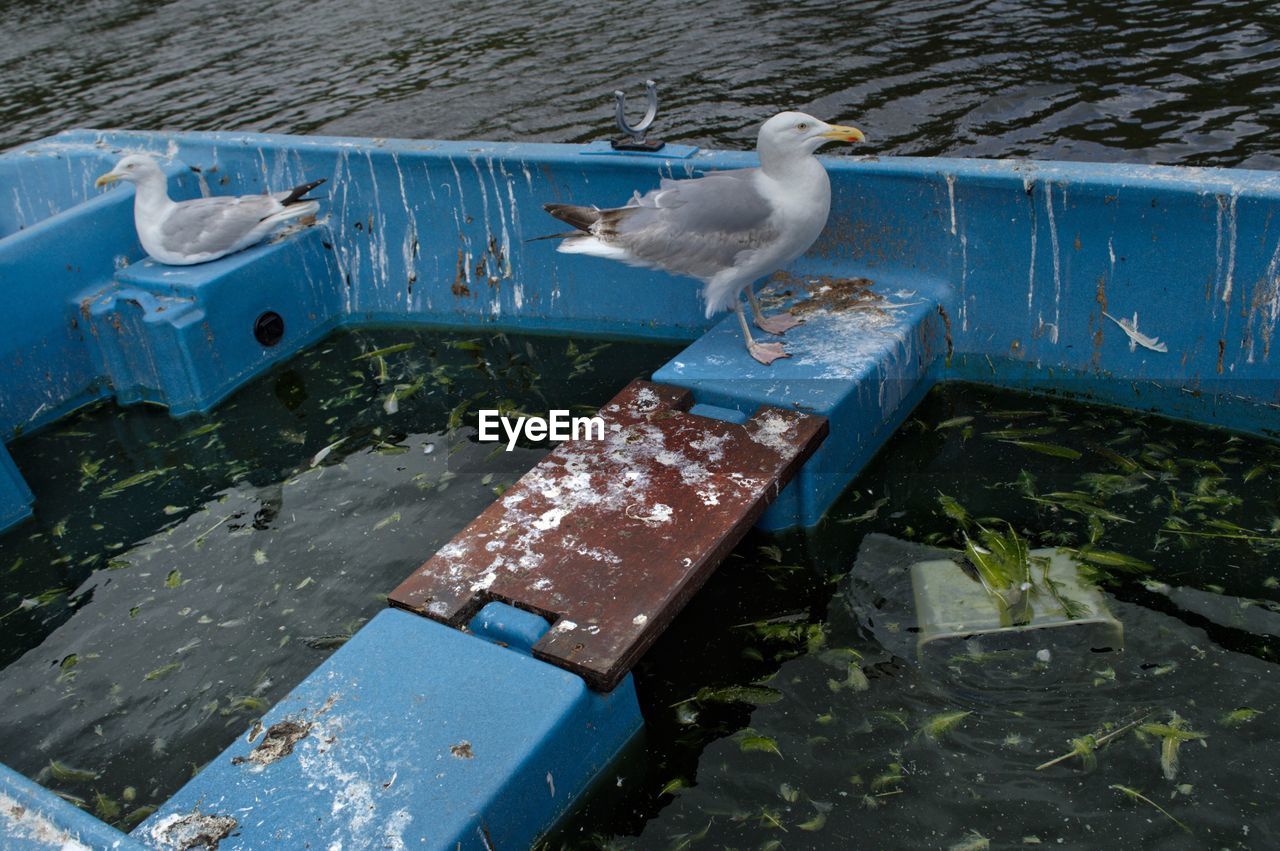 SEAGULL PERCHING ON BOAT