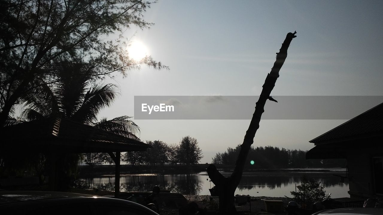 BARE TREES AT SUNSET