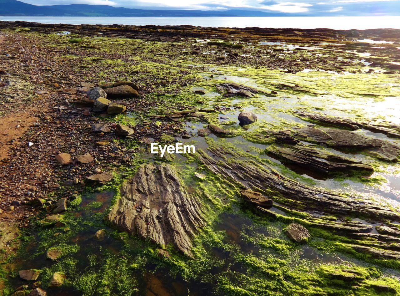 High angle view of rocks on grassy field