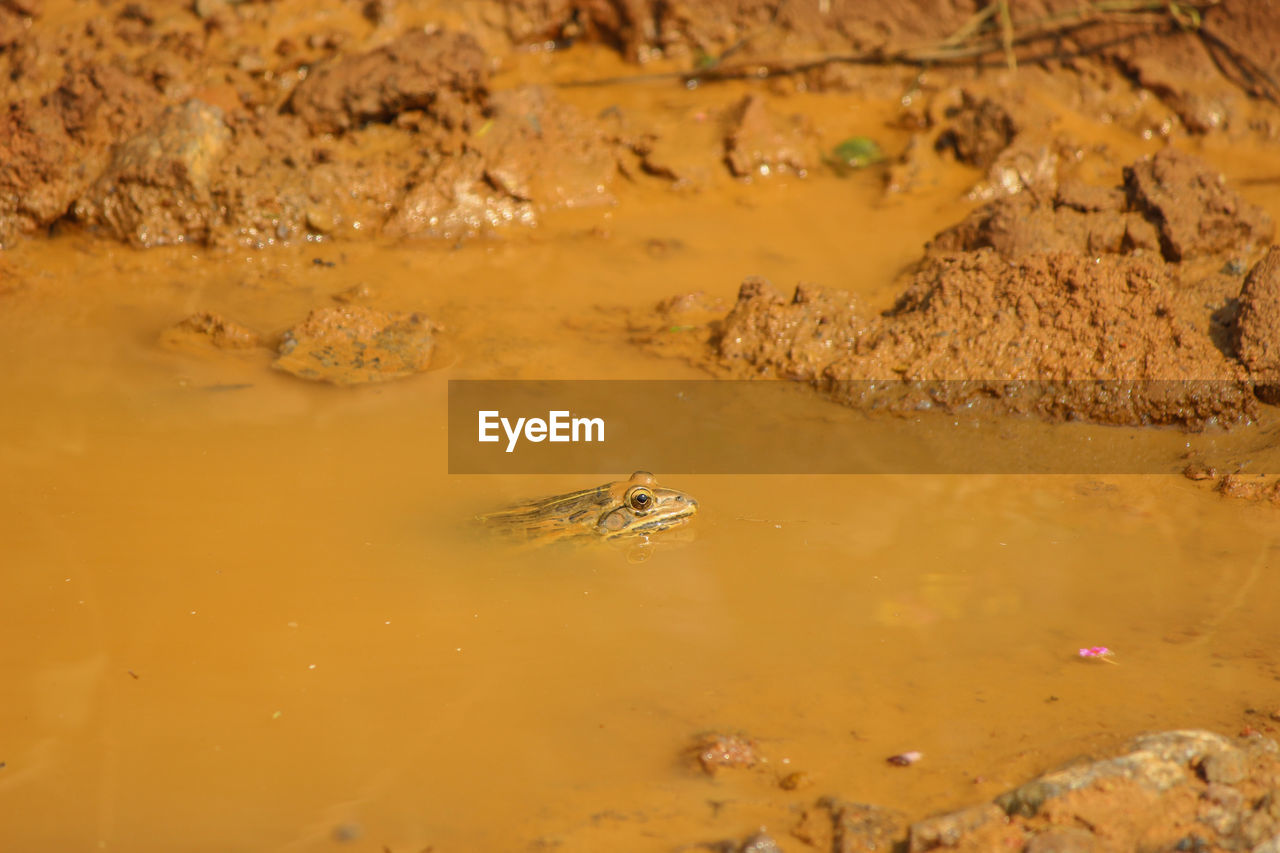 HIGH ANGLE VIEW OF CROCODILE IN SEA