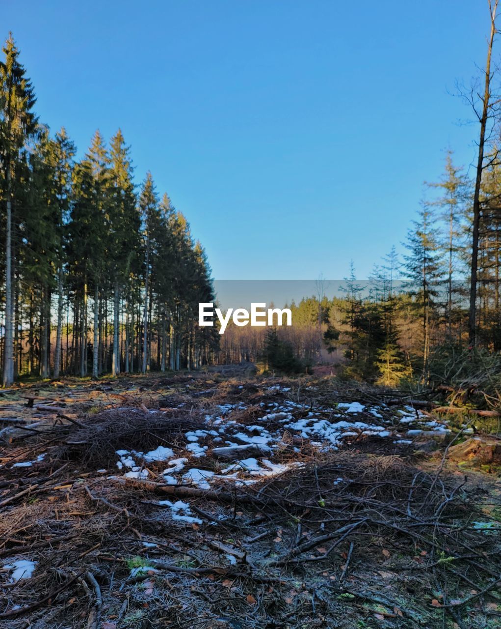 Trees in forest