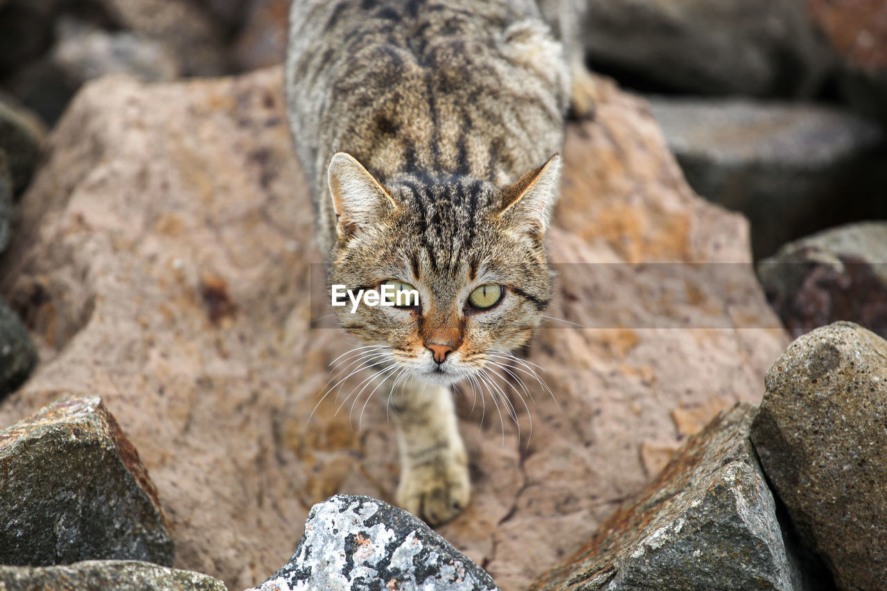 A photo of a cute cat by the sea