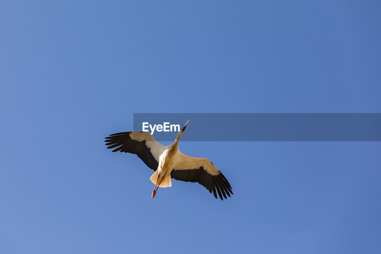 animal themes, animal, bird, animal wildlife, flying, wildlife, spread wings, one animal, blue, sky, animal body part, clear sky, nature, no people, mid-air, motion, animal wing, wing, low angle view, copy space, sunny, outdoors, full length, day, bird of prey, beauty in nature