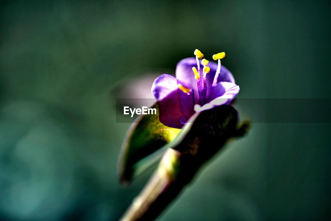 Close-up of purple flowering plant