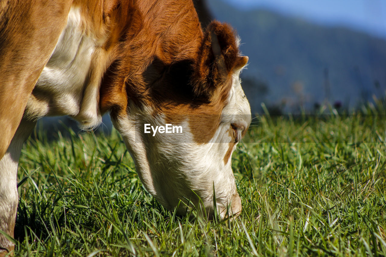 VIEW OF DOG RELAXING ON GRASS