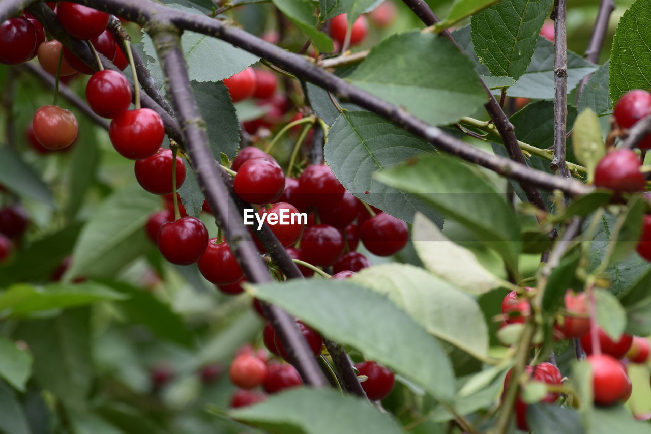 CLOSE-UP OF BERRIES GROWING ON PLANT