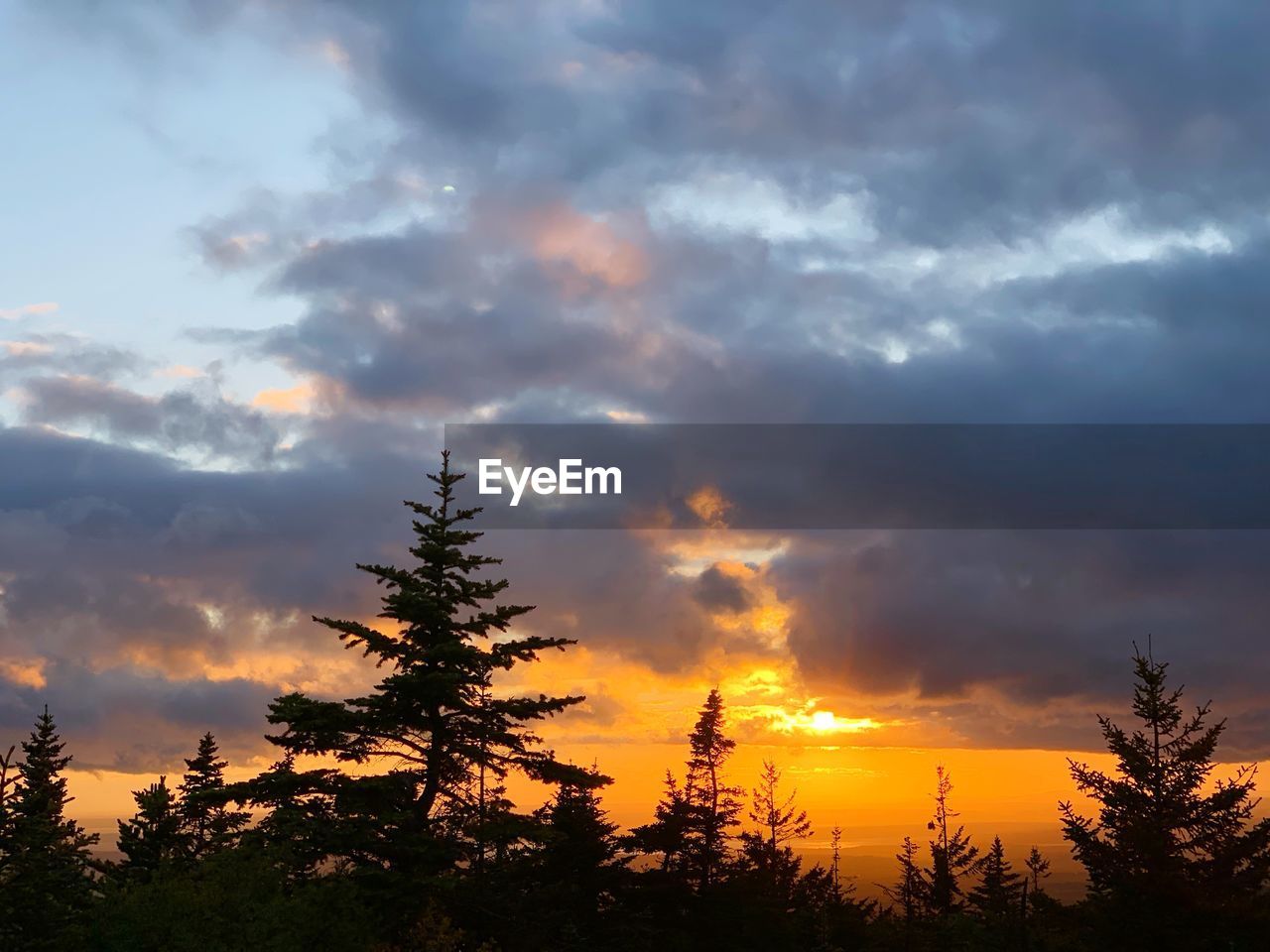 LOW ANGLE VIEW OF SILHOUETTE TREES AGAINST ORANGE SKY