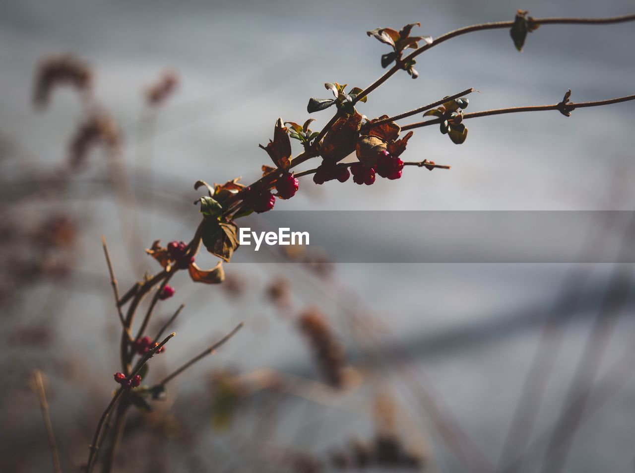 Close-up of berries on tree against sky