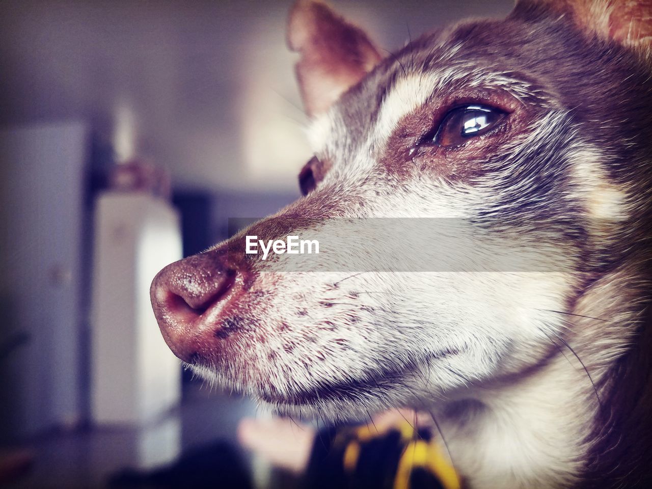 Close-up of dog looking away at home