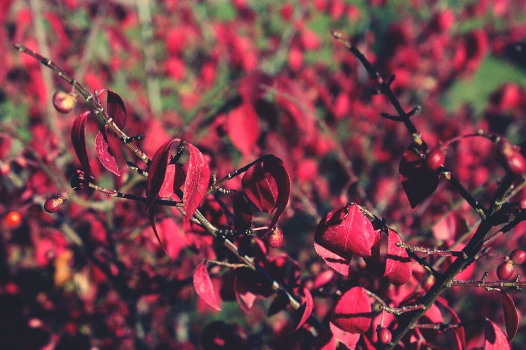 CLOSE-UP OF RED LEAVES ON TREE