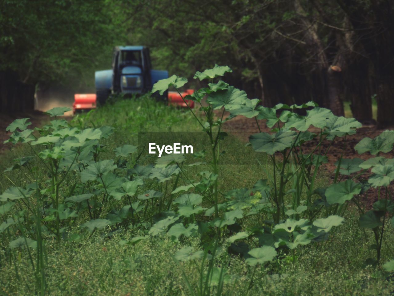 CLOSE-UP OF PLANTS AGAINST TREES IN FOREST