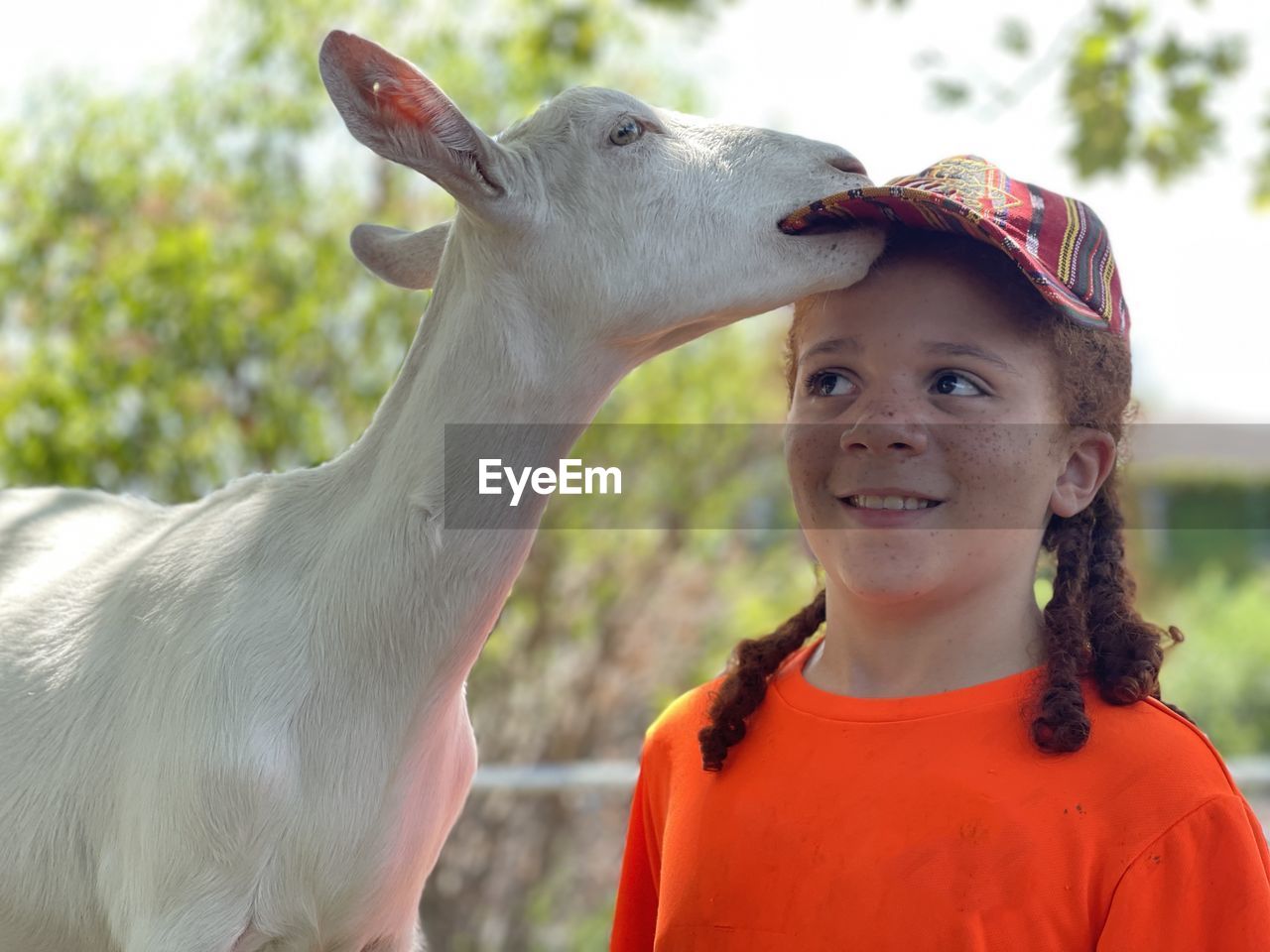 Close-up of a goat and a young boy