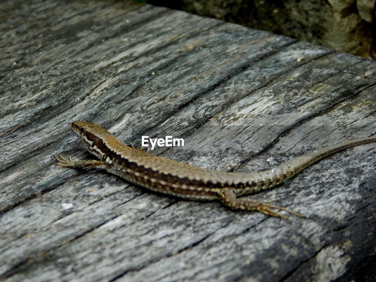 High angle view of lizard on wood