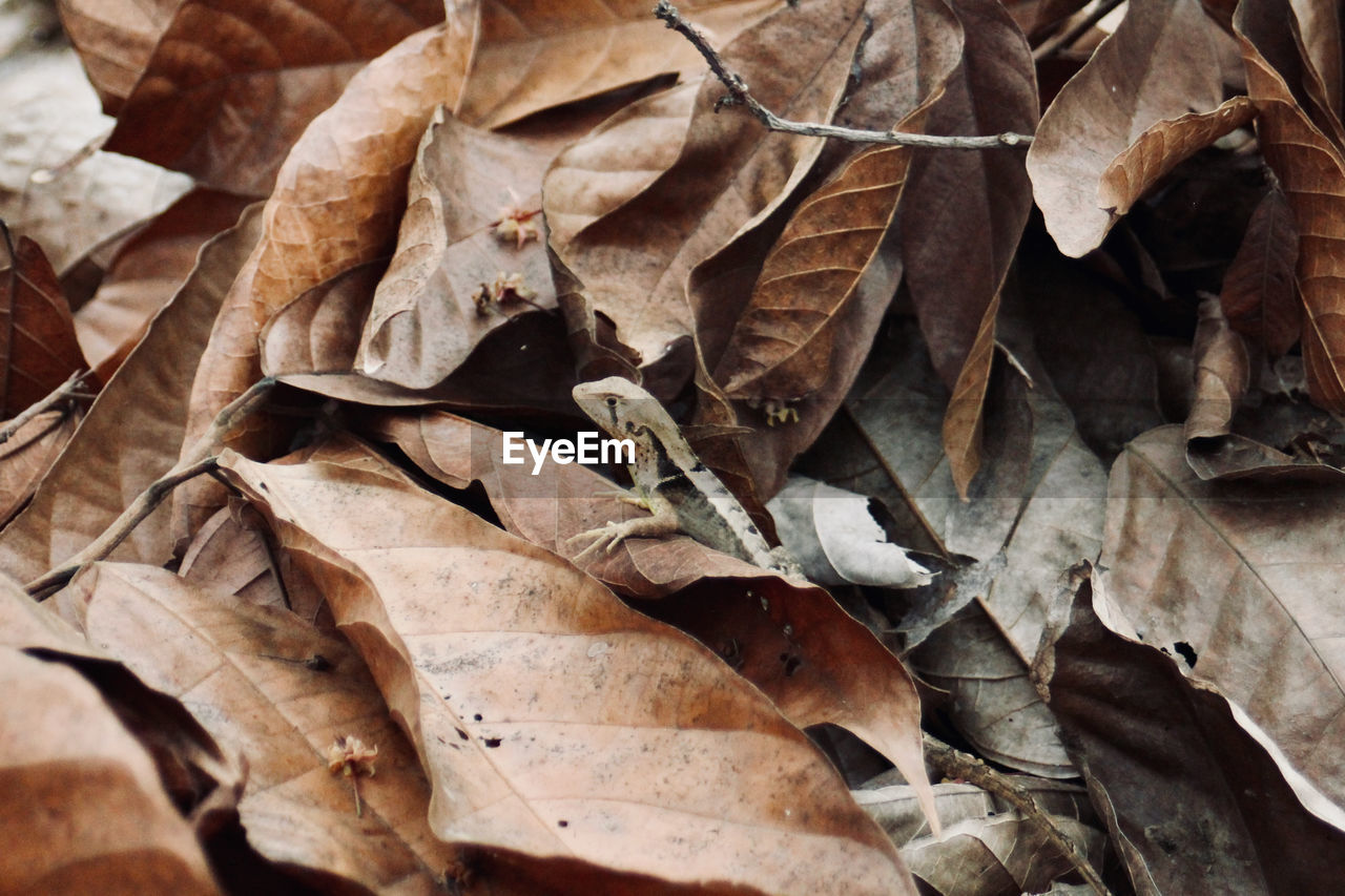 Lizard in a sustainable farmed cacao field