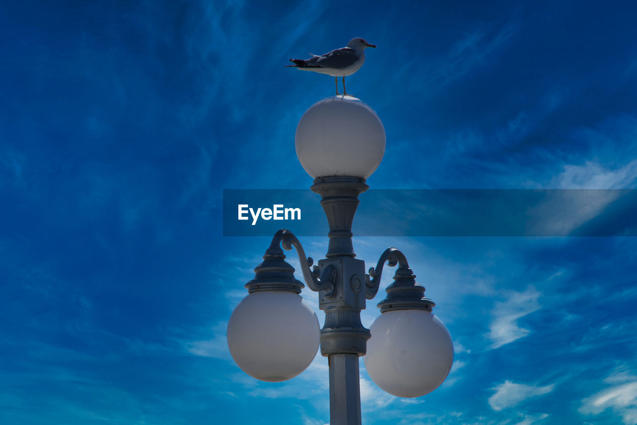 blue, sky, street light, bird, cloud, lighting equipment, reflection, nature, animal, animal themes, no people, light, wildlife, lighting, animal wildlife, low angle view, one animal, outdoors, flying, architecture