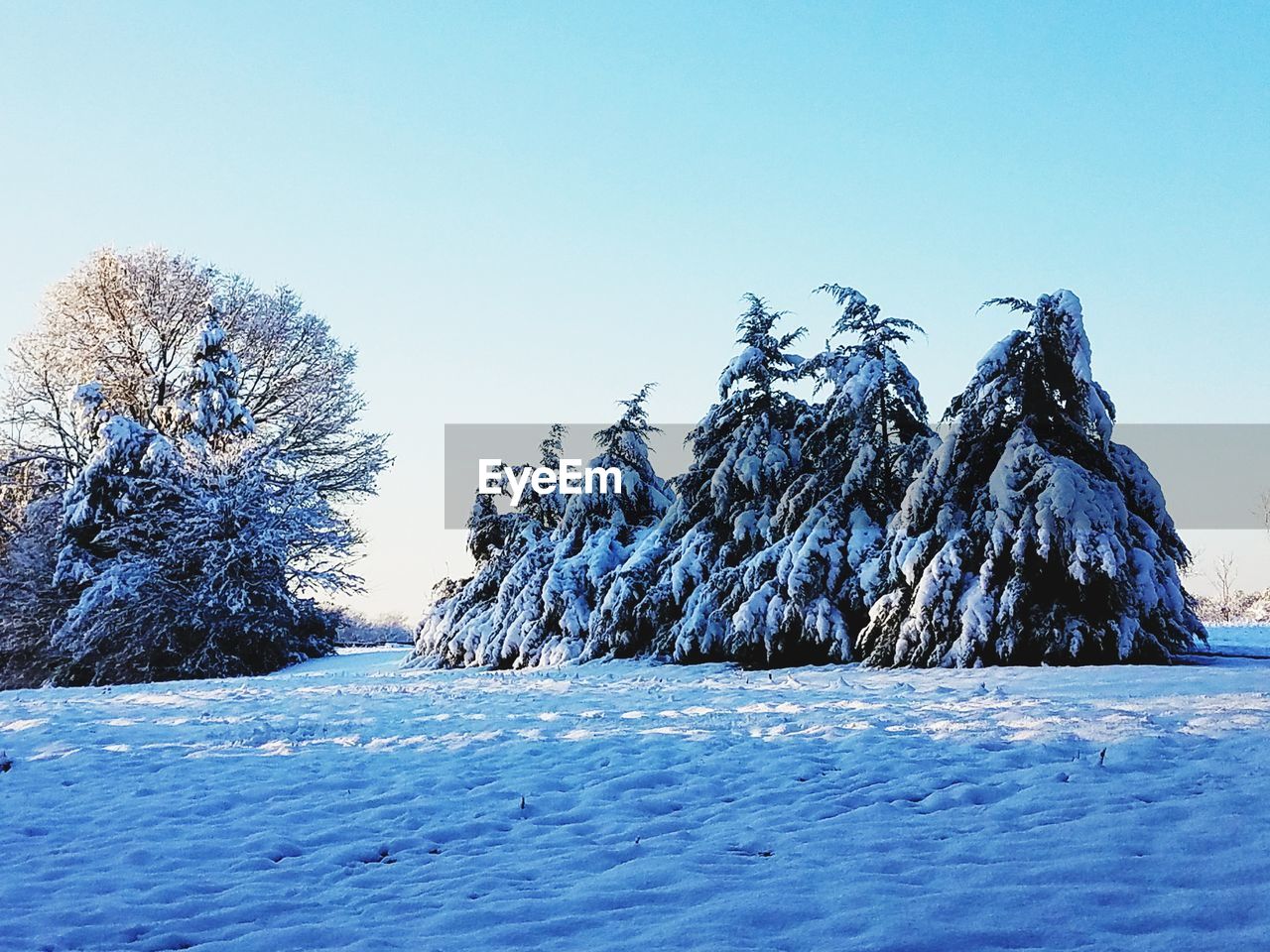 FROZEN TREES AGAINST CLEAR SKY DURING WINTER