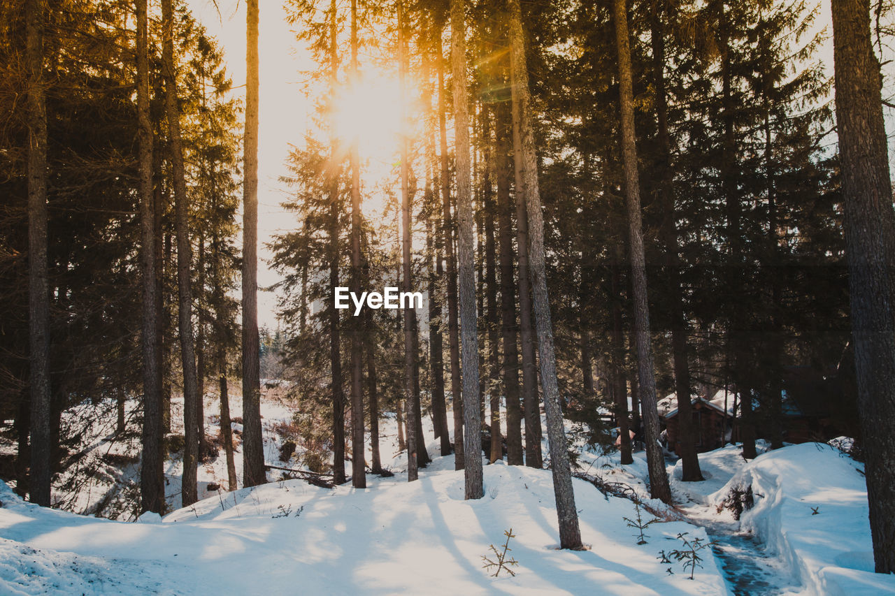 TREES GROWING ON SNOW COVERED FIELD